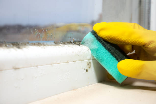Best Bathroom Mold Remediation in Refugio, TX