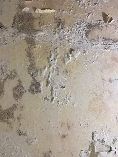 Best Commercial Mold Remediation in Refugio, TX