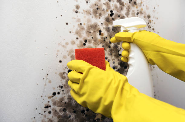 Best HVAC Mold Remediation in Refugio, TX