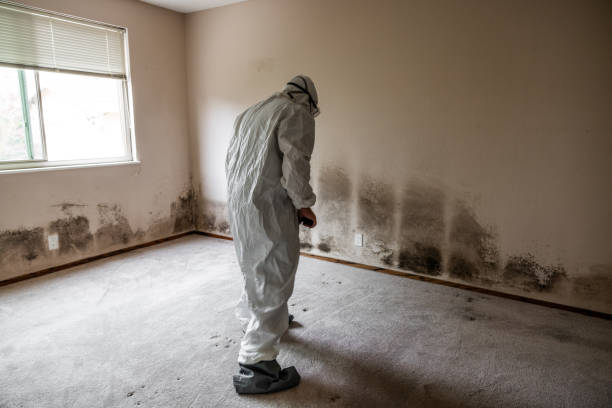 Best Attic Mold Remediation in Refugio, TX