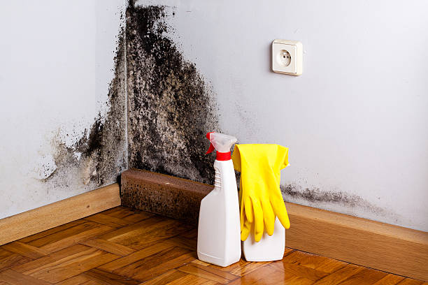 Best Post-Flood Mold Remediation in Refugio, TX