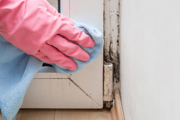 Trusted Refugio, TX Mold Remediation Experts